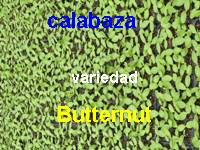 calabaza butternut
