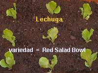 lechuga  Red Salad Bowl