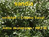 Sandia Crimson Sweet
